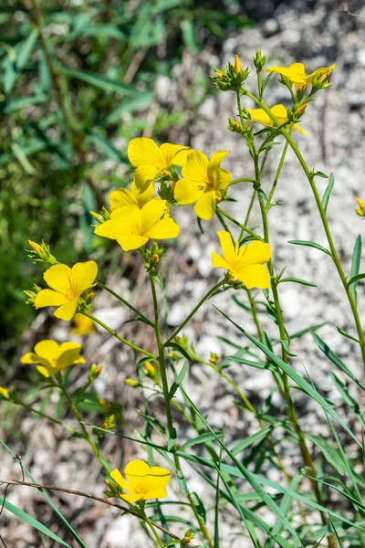 Желтый Цветок Названием Helianthemum Sintaeseum Типичный Мел Найденный Чистом Меле — стоковое фото