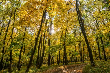 Arka ışık güneş ışığı altında yaprak sararma üzerinden altın elbise. Sonbaharın altın sonbahar en renkli tam zamanı. Daha önce uzun bir uykuya, batan ağaçları hızla sararmış yaprakların altın elbise koymak.