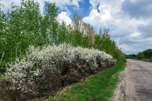Çiçekli çalılar genç ağaç arka plan üzerinde bir diken, diken motor yollar büyür.