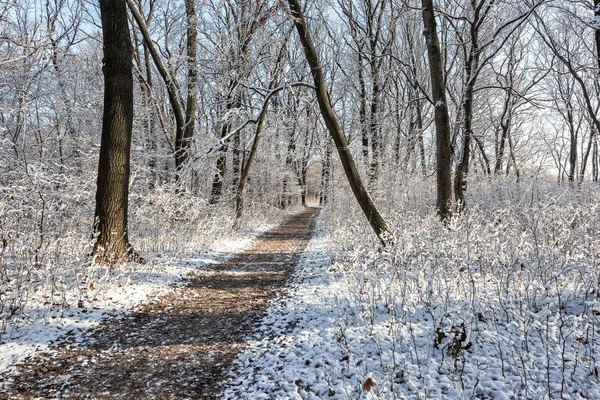 Orman yolundan. İlk kar erir hızlı bir şekilde, ama değil erir henüz yaprakları ve çim üzerinde harika görünüyor