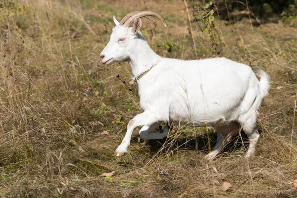 Funny goat in the meadow. Early autumn, a slight change in nature