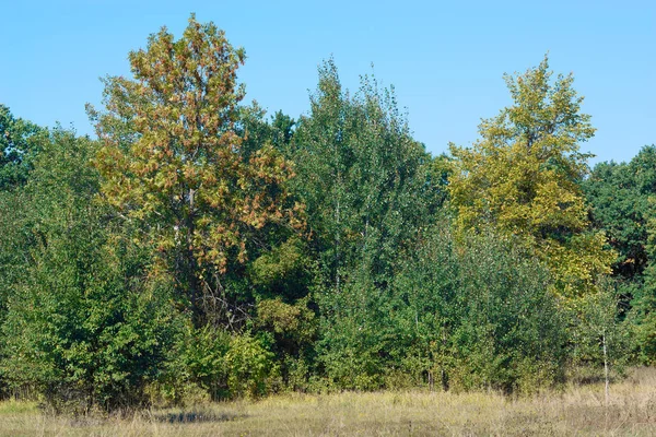 Different trees live together. Early autumn, a slight change in nature