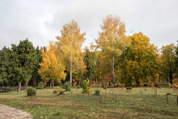 Los Abedules Vuelven Amarillos Antes Otoño Dorado Época Más Hermosa — Foto de Stock