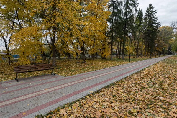 Rahat banklar ağacın altında. Altın Sonbahar, yılın en güzel zamanı
