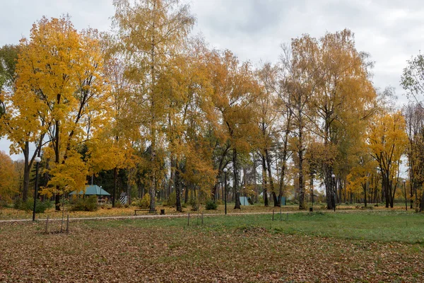 Arce Abedul Tienen Hojas Muy Amarillas Otoño Dorado Época Más — Foto de Stock