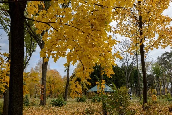 Arce Fondo Poderosos Abetos Otoño Dorado Época Más Hermosa Del — Foto de Stock