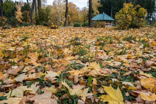 Hojas Caídas Arce Sobre Hierba Verde Otoño Dorado Época Más — Foto de Stock