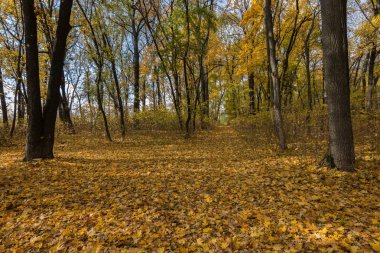 Halı meşe ve akçaağaç yaprakları. Altın Sonbahar, yılın en güzel zamanı