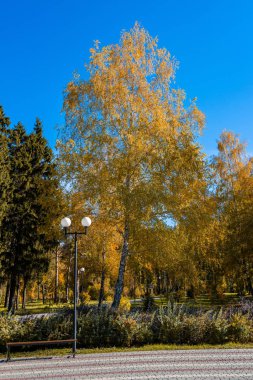 Mavi bir gökyüzü güneşli havalarda altın huş ağacı. Sonbahar şube tohumları güneşte ile. En parlak sonbaharın altın sonbahar zamanı. Ağaçlar, uzun bir uykuya dalan önce altın elbise hızla yaprak sararma atmak.