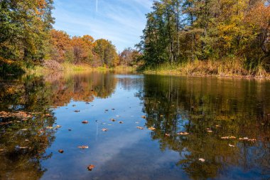 Sessiz bir yorgun nehir sonbahar güneşli ormanın içinden akar. Sonbahar şube tohumları güneşte ile. En parlak sonbaharın altın sonbahar zamanı. Ağaçlar, uzun bir uykuya dalan önce altın elbise hızla yaprak sararma atmak.