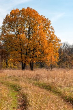 Altın yapraklar ile meşe ağaçları güneşin yaktı. Sonbahar şube tohumları güneşte ile. En parlak sonbaharın altın sonbahar zamanı. Ağaçlar, uzun bir uykuya dalan önce altın elbise hızla yaprak sararma atmak.