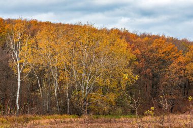 Birkaç kavak ağaçları sonbahar meşe ve akçaağaç güçlü duvarları arasında hırpalanmış. Sonbahar şube tohumları güneşte ile. En parlak sonbaharın altın sonbahar zamanı. Uzun bir uykuya dalan önce ağaçlar,
