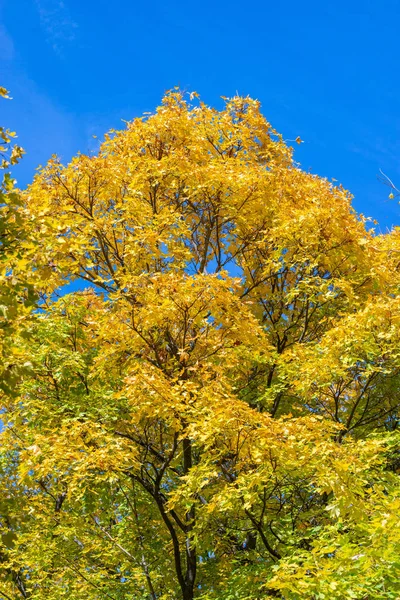 Árbol Con Hojas Amarillas Contra Cielo Azul Rama Otoñal Con — Foto de Stock