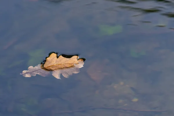 Eichenblatt Das Den Fluss Hinunterschwimmt Herbstzweig Mit Samen Der Sonne — Stockfoto