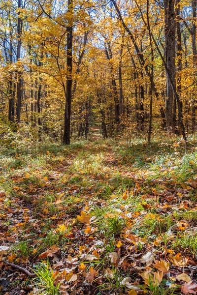 Bosque Estación Dorada Del Otoño Hojas Caídas Sol Sendero Está — Foto de Stock