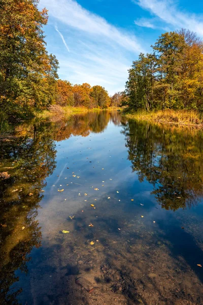Tiché Unavený Řeka Protéká Lesem Slunné Podzimní Podzimní Větev Semen — Stock fotografie