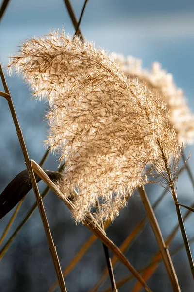 River Reeds Late Autumn First Frost — Stock Photo, Image