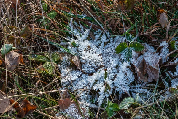 Eismuster Spätherbst Und Der Erste Bodenfrost — Stockfoto