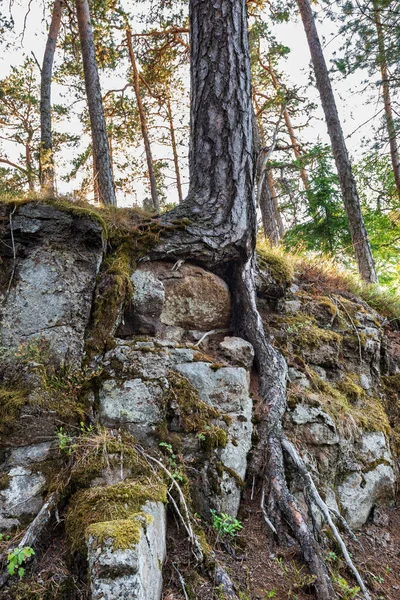 Árboles Poderosos Crecen Las Piedras Maravillosa Isla Valaam Encuentra Lago — Foto de Stock