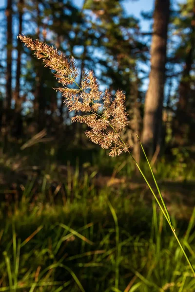 Herbe Brille Sous Soleil Île Valaam Merveilleuse Île Valaam Est — Photo