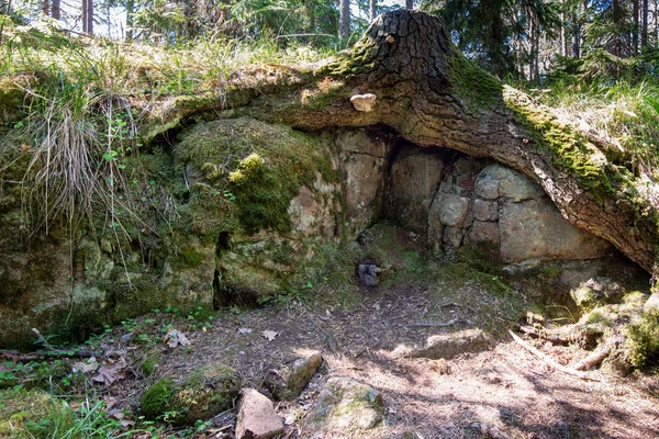 Rădăcinile Copacului Îmbrățișat Grijă Plăcile Piatră Minunata Insulă Valaam Este — Fotografie, imagine de stoc