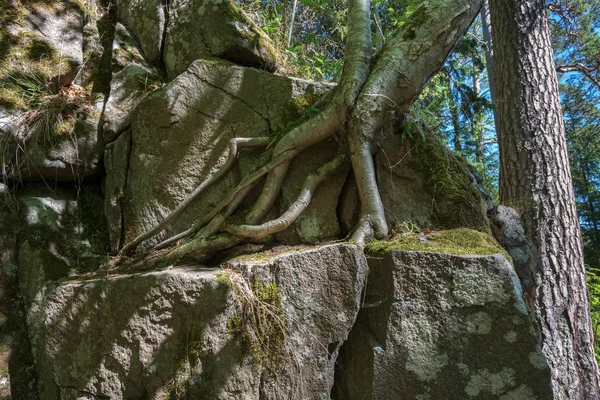 Rădăcinile Copacilor Sunt Țesute Stâncile Stâncii Minunata Insulă Valaam Este — Fotografie de stoc gratuită