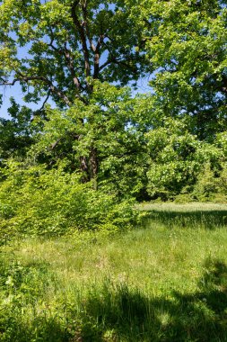 Ağaçlar, çalılar ve çimenler. Rusya'nın Orta Kara Dünya Bölgesi, Voronej ormanları, güçlü ağaçlar ve şifalı otlar.