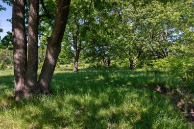 Meşe ağaçları ve genç otlu glades. Rusya'nın Orta Kara Dünya Bölgesi, Voronej ormanları, güçlü ağaçlar ve şifalı otlar.