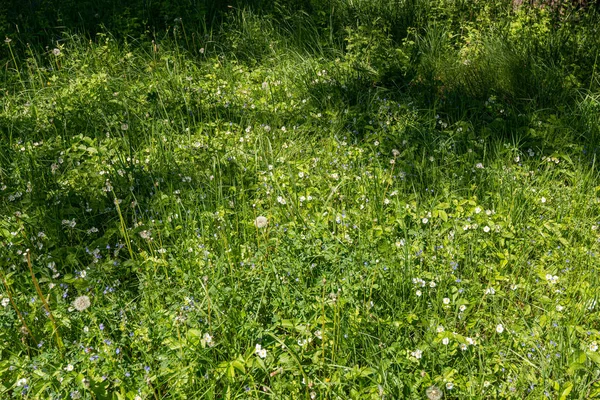 Los Glades Florecen Fresas Silvestres Región Central Tierra Negra Rusia Fotos De Stock Sin Royalties Gratis