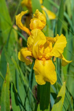Sarı çiçek kireçtaşı toprağında yetişir. Tebeşir dağlarının yanında, nasırlı topraklarda ilahi büyüme..