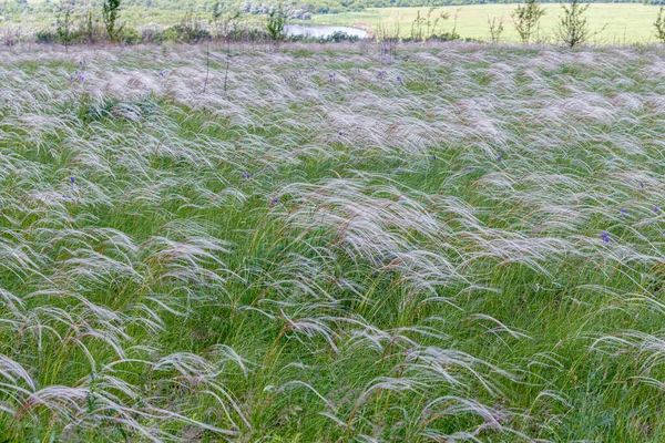 Tollmezők Elképesztőek Szépségükkel Isteni Növekedés Meszes Talajon Krétahegyek Mellett — Stock Fotó