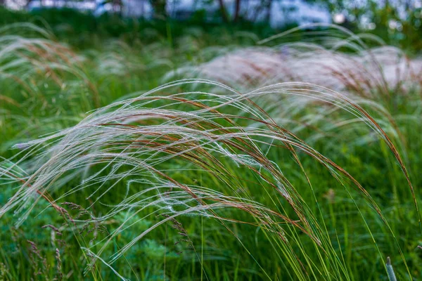 细长的羽草结构 自然优雅 白垩山旁边石灰质土壤上的神圣生长 — 图库照片