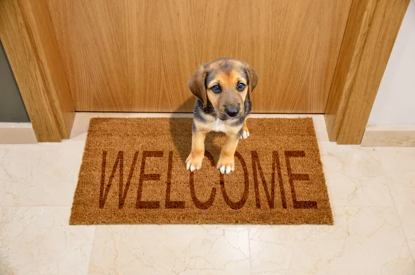 Tiro Perro Cachorro Sentado Una Alfombra Bienvenida Puerta Principal —  Fotos de Stock