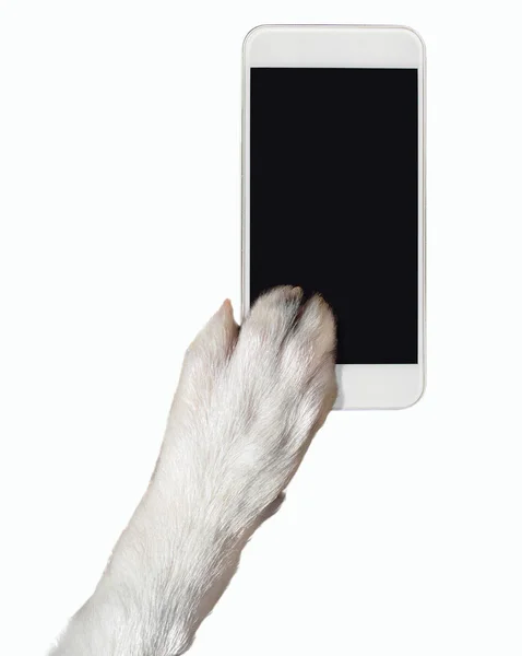 Close Pata Cão Tocando Tela Telefone Com Espaço Cópia Isolado — Fotografia de Stock