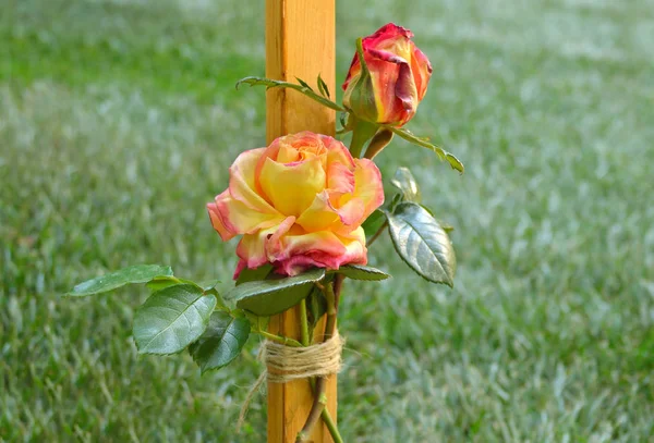 Rose tied to a stick in a garden as a reminder