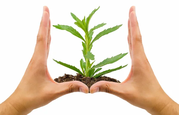 長方形を身振りで示す つの手は白い背景が付いている土で育つ植物を形状します 生態系の保護概念 — ストック写真