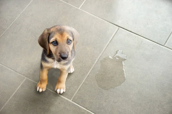 可愛いです子犬座って近くウェットスポット — ストック写真