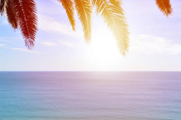 Closeup Palm Tree Leafs Sky Background Sunny Day — Stock Photo, Image