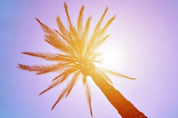 Zbliżenie Dłoni Drzewa Liści Niebem Tle Słoneczny Dzień — Zdjęcie stockowe