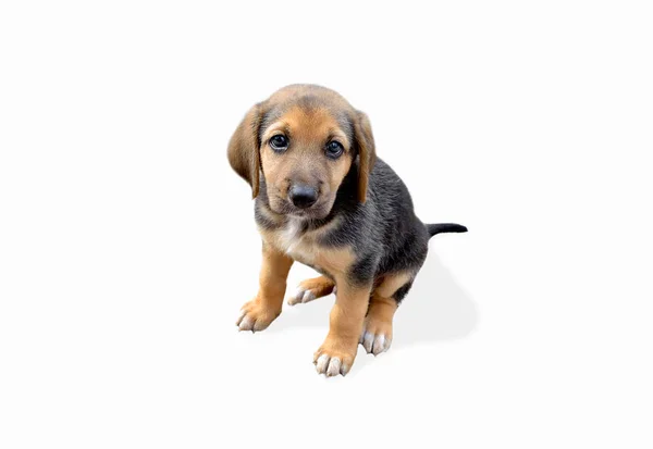 Mignon Chien Avec Laisse Isolé Sur Fond Blanc — Photo