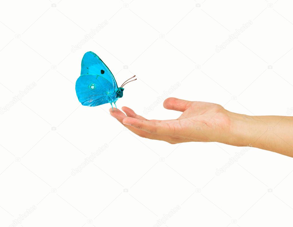 Beautiful butterfly on a woman hand with white background