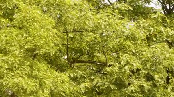 Groupe Arbres Dans Une Forêt Mouvement Avec Vent Clip Vidéo