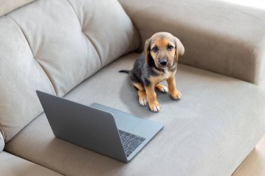Evde dizüstü bilgisayarı olan sevimli bir köpek.