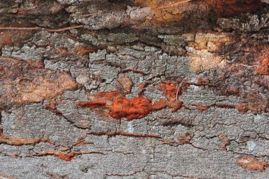 soyut Ahşap Arkaplan Dokusu