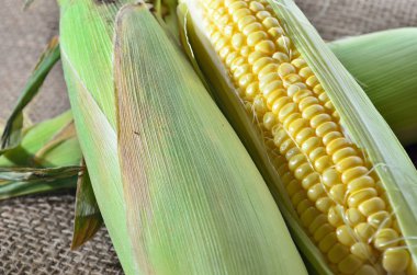 Mısır topçu üzerinde bir kulak