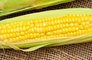 Mısır topçu üzerinde bir kulak