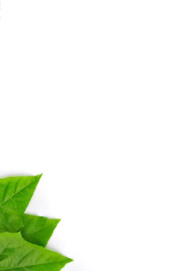 izole yaprak yeşil arka plan