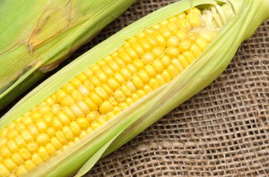 Mısır topçu üzerinde bir kulak