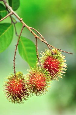 tropikal meyve, rambutan ağaç üzerinde