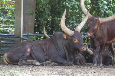 Ankole Watusi görünümü